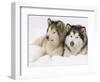 Two Alaskan Malamute Dogs, USA-Lynn M. Stone-Framed Premium Photographic Print