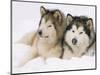 Two Alaskan Malamute Dogs, USA-Lynn M. Stone-Mounted Premium Photographic Print