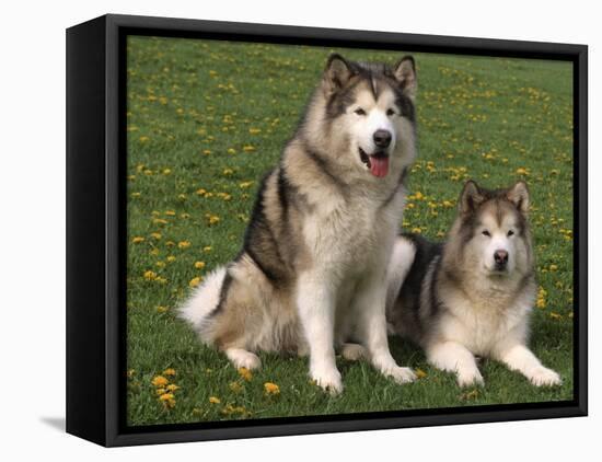 Two Alaskan Malamute Dogs, USA-Lynn M. Stone-Framed Stretched Canvas