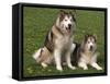 Two Alaskan Malamute Dogs, USA-Lynn M. Stone-Framed Stretched Canvas