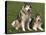 Two Alaskan Malamute Dogs, USA-Lynn M. Stone-Stretched Canvas