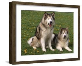 Two Alaskan Malamute Dogs, USA-Lynn M. Stone-Framed Photographic Print