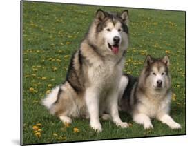 Two Alaskan Malamute Dogs, USA-Lynn M. Stone-Mounted Photographic Print