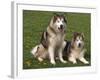 Two Alaskan Malamute Dogs, USA-Lynn M. Stone-Framed Photographic Print