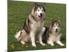 Two Alaskan Malamute Dogs, USA-Lynn M. Stone-Mounted Photographic Print