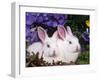 Two Albino New Zealand Domestic Rabbits, USA-Lynn M. Stone-Framed Photographic Print