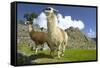 Two Alpaca at Machu Picchu-Darrell Gulin-Framed Stretched Canvas