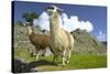 Two Alpaca at Machu Picchu-Darrell Gulin-Stretched Canvas