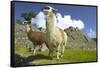 Two Alpaca at Machu Picchu-Darrell Gulin-Framed Stretched Canvas