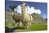 Two Alpaca at Machu Picchu-Darrell Gulin-Stretched Canvas