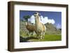 Two Alpaca at Machu Picchu-Darrell Gulin-Framed Photographic Print