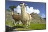 Two Alpaca at Machu Picchu-Darrell Gulin-Mounted Photographic Print