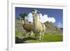 Two Alpaca at Machu Picchu-Darrell Gulin-Framed Photographic Print