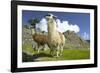 Two Alpaca at Machu Picchu-Darrell Gulin-Framed Photographic Print