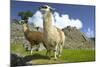 Two Alpaca at Machu Picchu-Darrell Gulin-Mounted Photographic Print