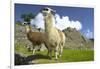 Two Alpaca at Machu Picchu-Darrell Gulin-Framed Photographic Print