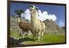 Two Alpaca at Machu Picchu-Darrell Gulin-Framed Photographic Print