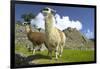 Two Alpaca at Machu Picchu-Darrell Gulin-Framed Photographic Print