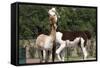 Two Alpacas-gigra-Framed Stretched Canvas