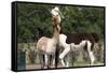 Two Alpacas-gigra-Framed Stretched Canvas