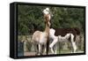Two Alpacas-gigra-Framed Stretched Canvas