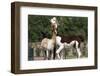 Two Alpacas-gigra-Framed Photographic Print