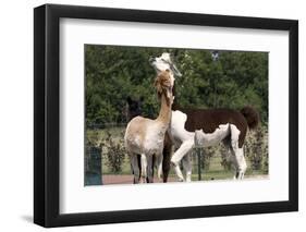 Two Alpacas-gigra-Framed Photographic Print