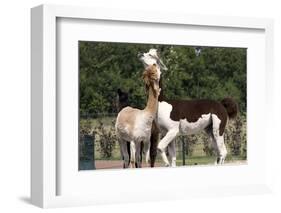 Two Alpacas-gigra-Framed Photographic Print