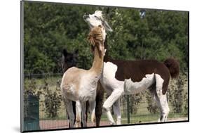 Two Alpacas-gigra-Mounted Photographic Print