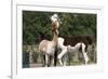 Two Alpacas-gigra-Framed Photographic Print