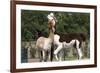 Two Alpacas-gigra-Framed Photographic Print