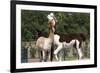 Two Alpacas-gigra-Framed Photographic Print