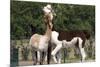 Two Alpacas-gigra-Mounted Photographic Print