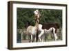 Two Alpacas-gigra-Framed Photographic Print