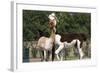 Two Alpacas-gigra-Framed Photographic Print