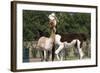 Two Alpacas-gigra-Framed Photographic Print