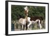 Two Alpacas-gigra-Framed Photographic Print
