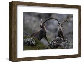 Two Alpine Ibex (Capra Ibex Ibex) Hohe Tauern National Park, Austria, July 2008-Lesniewski-Framed Photographic Print