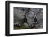 Two Alpine Ibex (Capra Ibex Ibex) Hohe Tauern National Park, Austria, July 2008-Lesniewski-Framed Photographic Print