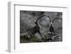 Two Alpine Ibex (Capra Ibex Ibex) Hohe Tauern National Park, Austria, July 2008-Lesniewski-Framed Photographic Print