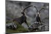 Two Alpine Ibex (Capra Ibex Ibex) Hohe Tauern National Park, Austria, July 2008-Lesniewski-Mounted Photographic Print