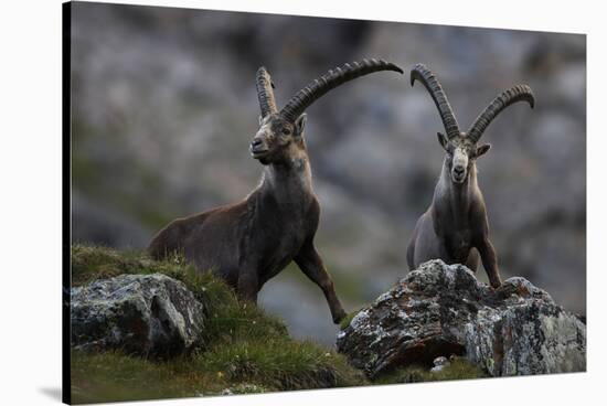 Two Alpine Ibex (Capra Ibex Ibex) Hohe Tauern National Park, Austria, July 2008-Lesniewski-Stretched Canvas
