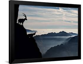 Two Alpine Ibex Dominate from Above the Spectacular View of the Italian Alps.-ClickAlps-Framed Photographic Print