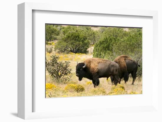 Two American Bison on a farm, Santa Fe, New Mexico, USA.-Julien McRoberts-Framed Photographic Print