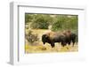 Two American Bison on a farm, Santa Fe, New Mexico, USA.-Julien McRoberts-Framed Photographic Print