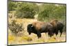 Two American Bison on a farm, Santa Fe, New Mexico, USA.-Julien McRoberts-Mounted Photographic Print