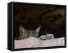 Two American Bobcats Peering over Rock in Cave. Arizona, USA-Philippe Clement-Framed Stretched Canvas