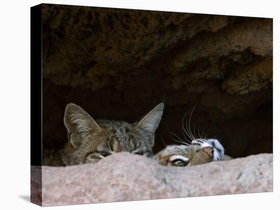 Two American Bobcats Peering over Rock in Cave. Arizona, USA-Philippe Clement-Stretched Canvas