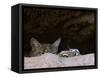 Two American Bobcats Peering over Rock in Cave. Arizona, USA-Philippe Clement-Framed Stretched Canvas