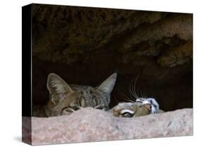 Two American Bobcats Peering over Rock in Cave. Arizona, USA-Philippe Clement-Stretched Canvas